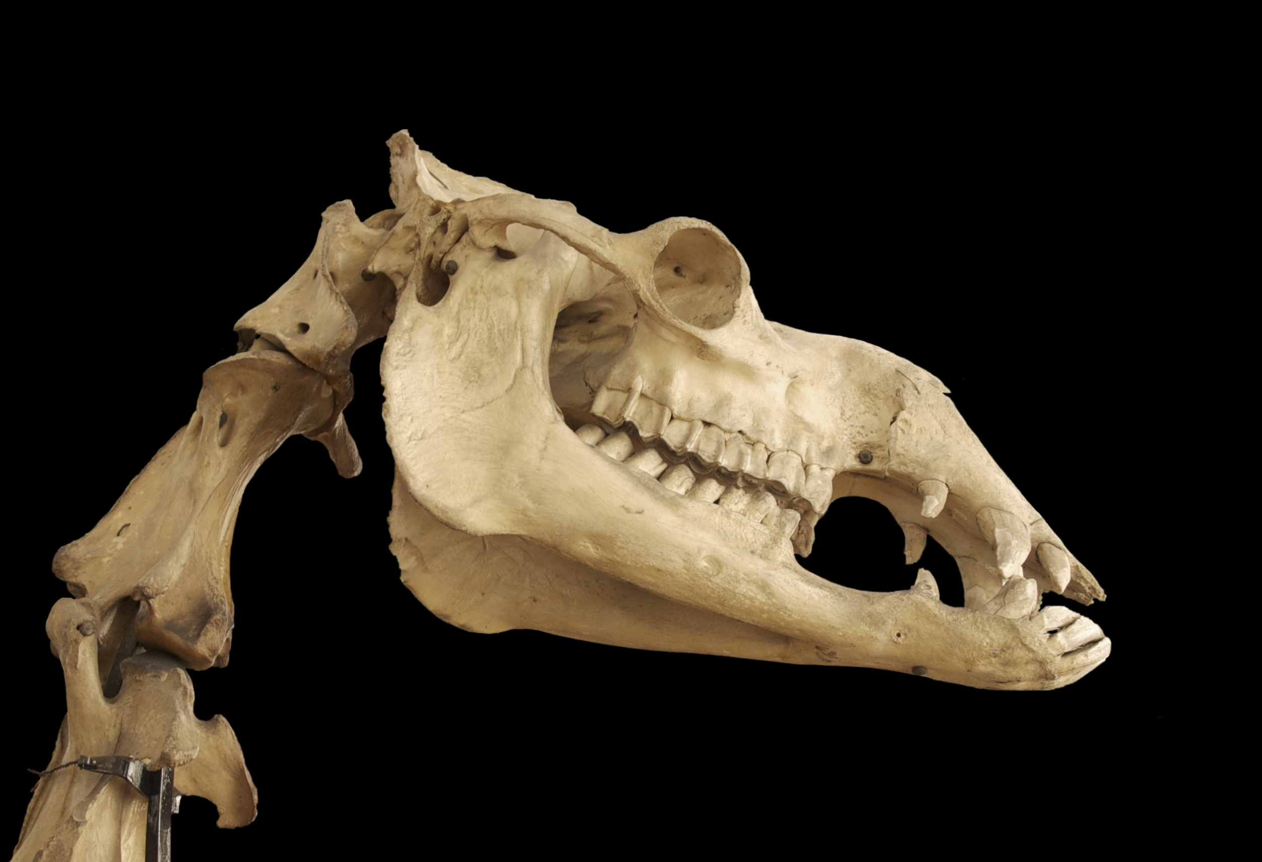 Camelus dromedarius (dromedary) old skull and neck vertebrae. Jebulon
